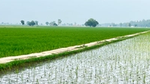 Filed of crops growing next to water