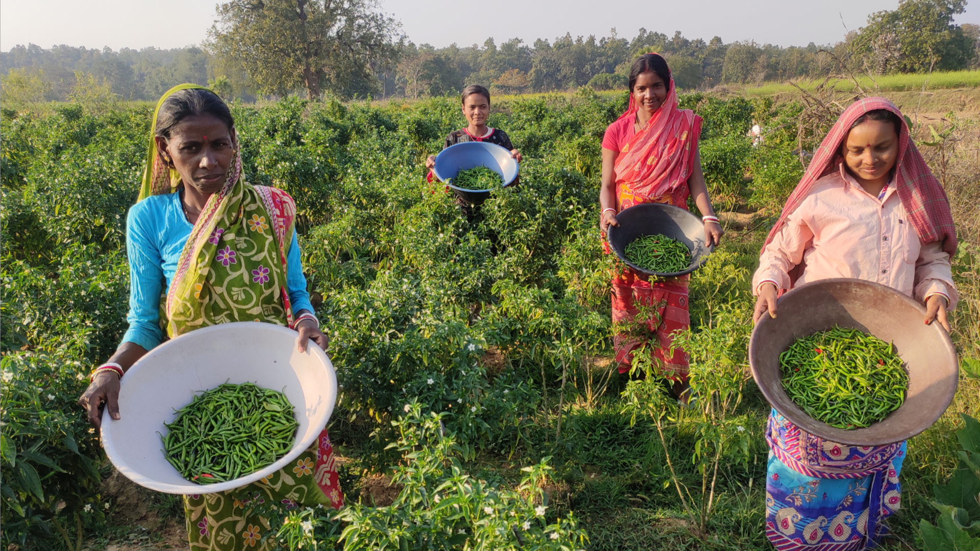 Women harvesting produce