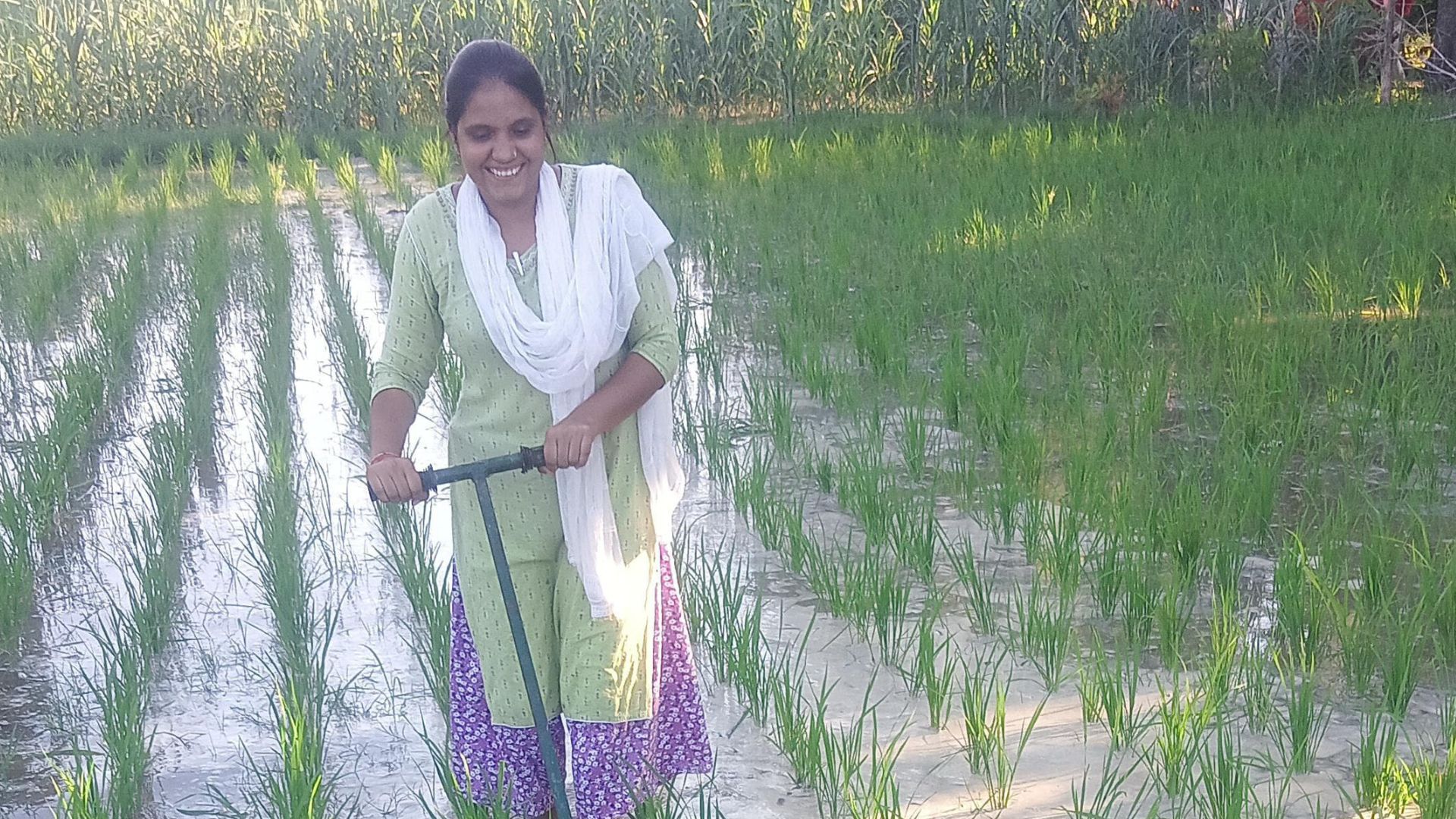 A woman working at the paddy field