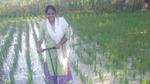 A woman working at the paddy field