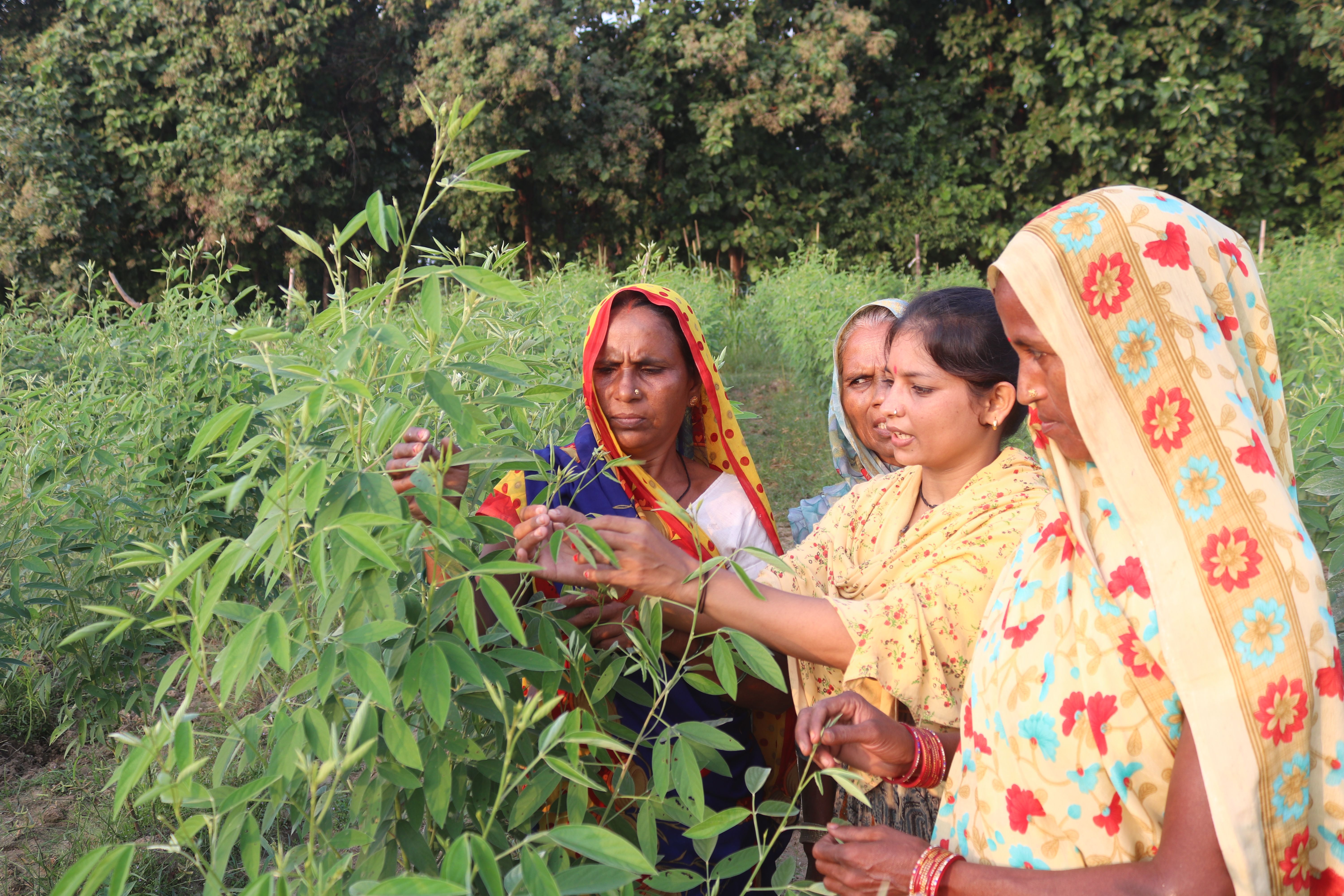 Pigeon pea field visit by CRP and MKS members