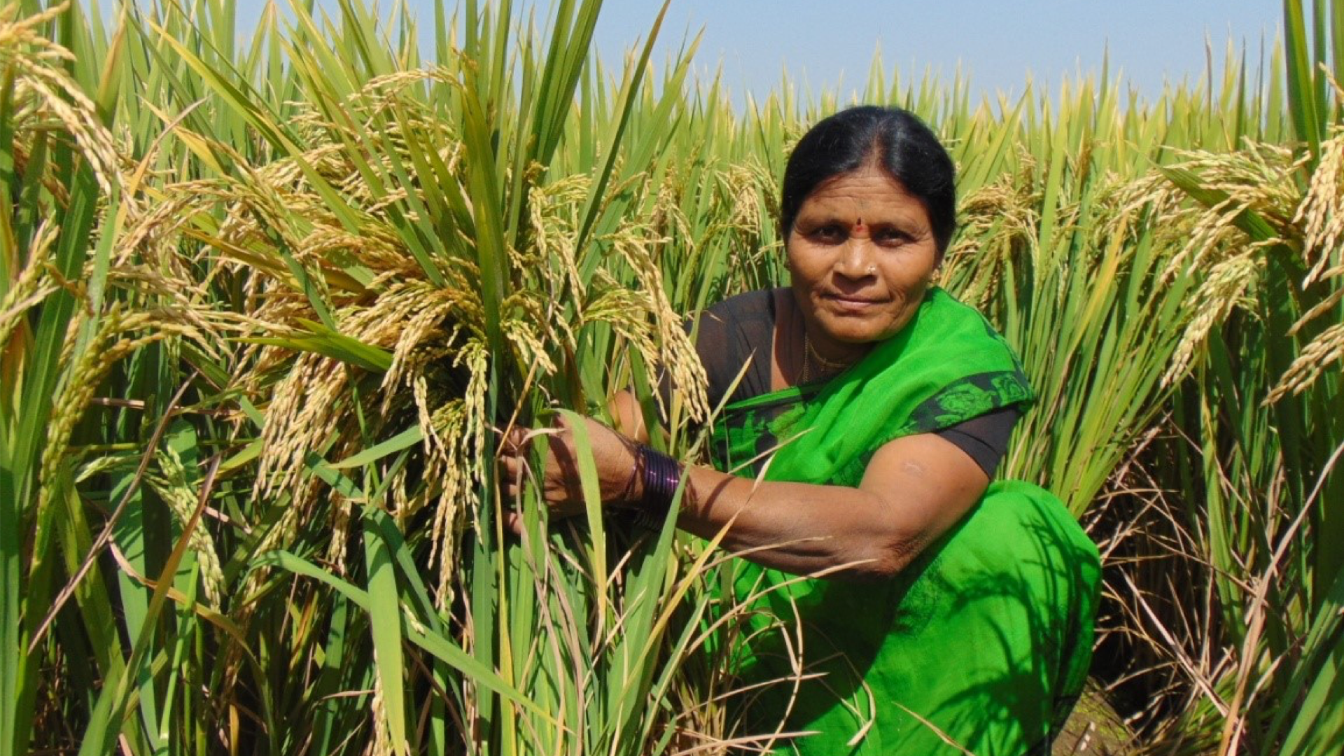 Woman sat amongst crops