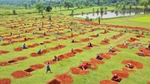 Field with people digging square pits.