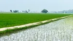 Filed of crops growing next to water