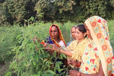 Pigeon pea field visit by CRP and MKS members