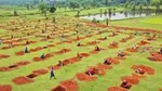 Field with people digging square pits.
